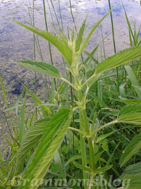 Stinging Nettles growing by the river